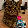 cat, tabby_cat, pet, animal, feline, whiskers, ears, eyes, striped_fur, brown_fur, sitting, paws, toy, cat_toy, feathers, colorful, wooden_table, indoors, portrait, playful