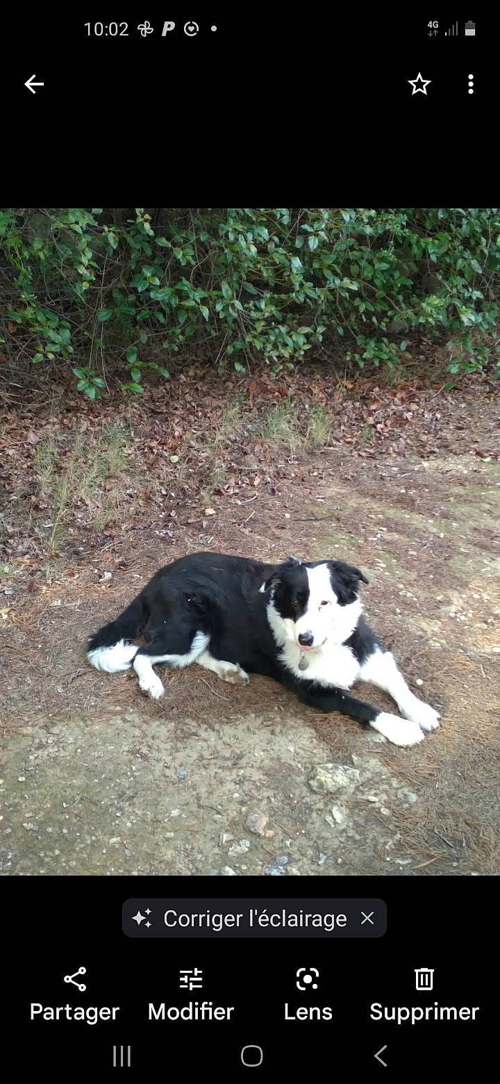 Joy a rejoint le concours — aidez-le/la à gagner de superbes lots ! carnivore, companion_dog, dog, dog_breed, grass, herding_dog, non_sporting_group, plant, soil, sporting_group, tail, terrestrial_animal, tints_and_shades, working_animal, working_dog