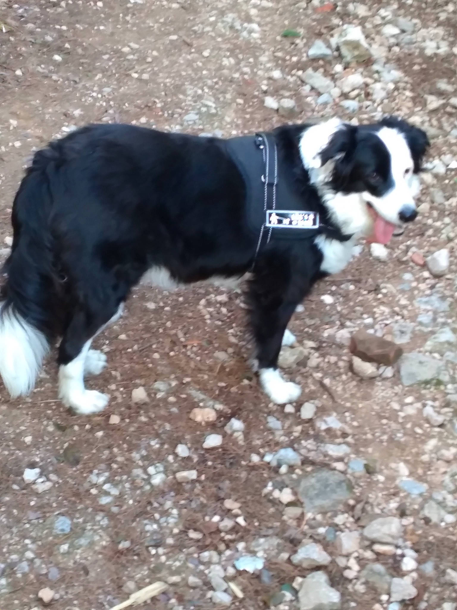 Joy a rejoint le concours — aidez-le/la à gagner de superbes lots ! adventure, canidae, carnivore, collar, companion_dog, dog, dog_breed, fur, grass, leash, non_sporting_group, plant, snout, soil, sporting_group, tail, terrestrial_animal, working_animal, working_dog