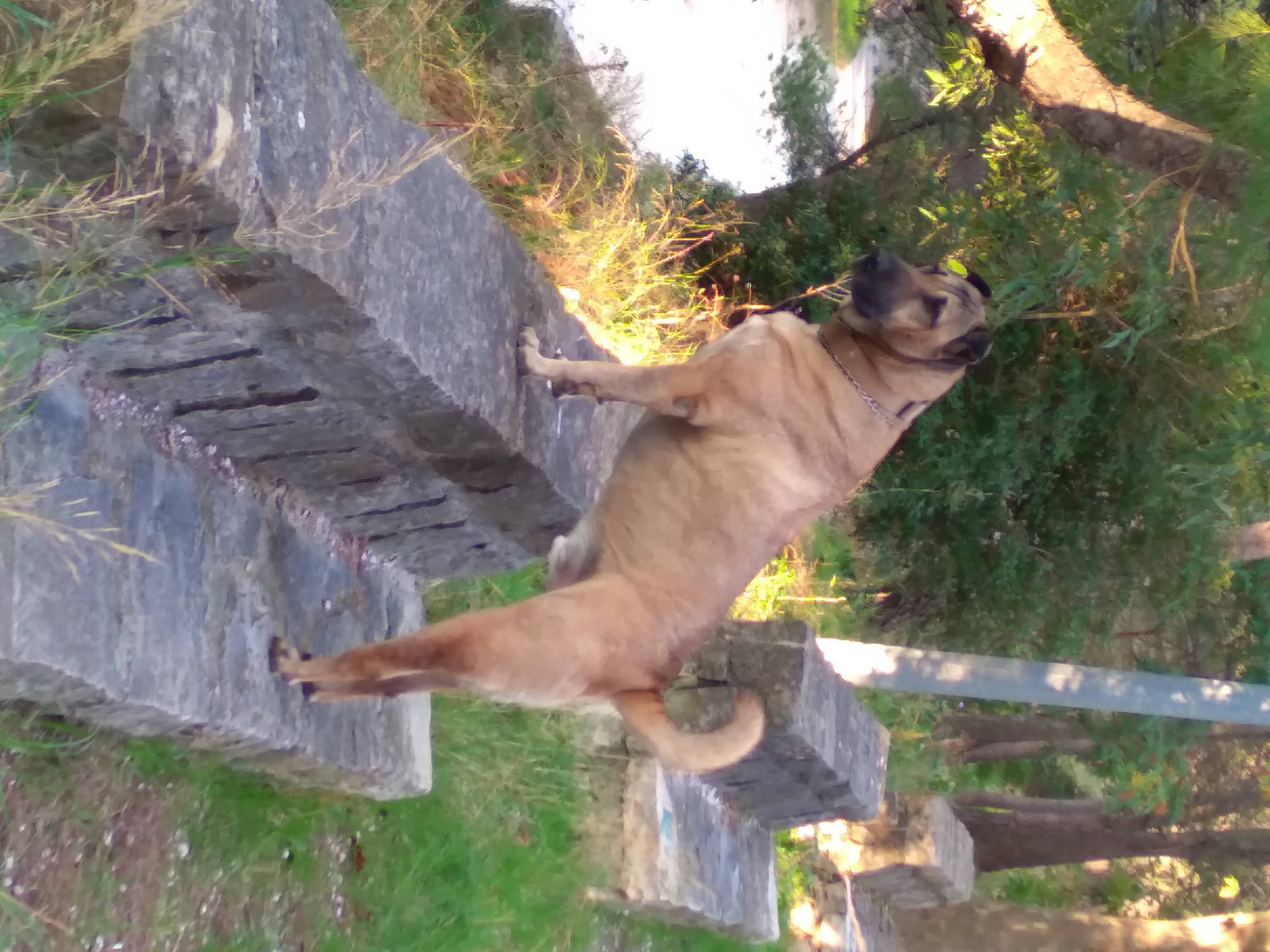 Locky a rejoint le concours — aidez-le/la à gagner de superbes lots ! canidae, fawn, wildlife