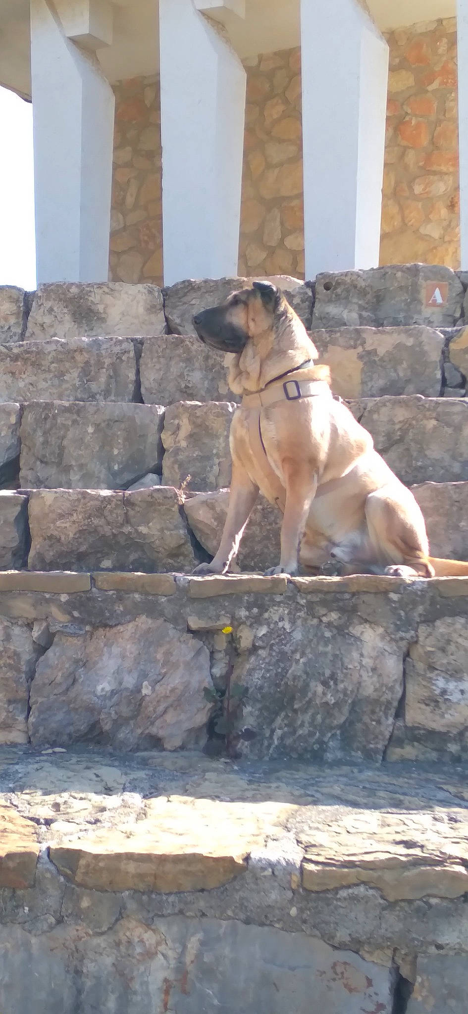 Locky participe au concours pour gagner de l'argent avec cette photo : brick, brickwork, canidae, carnivore, collar, companion_dog, dog, dog_breed, facade, fawn, felidae, pet_supply, rock, snout, sporting_group, stone_wall, tail, wall, wood, working_animal