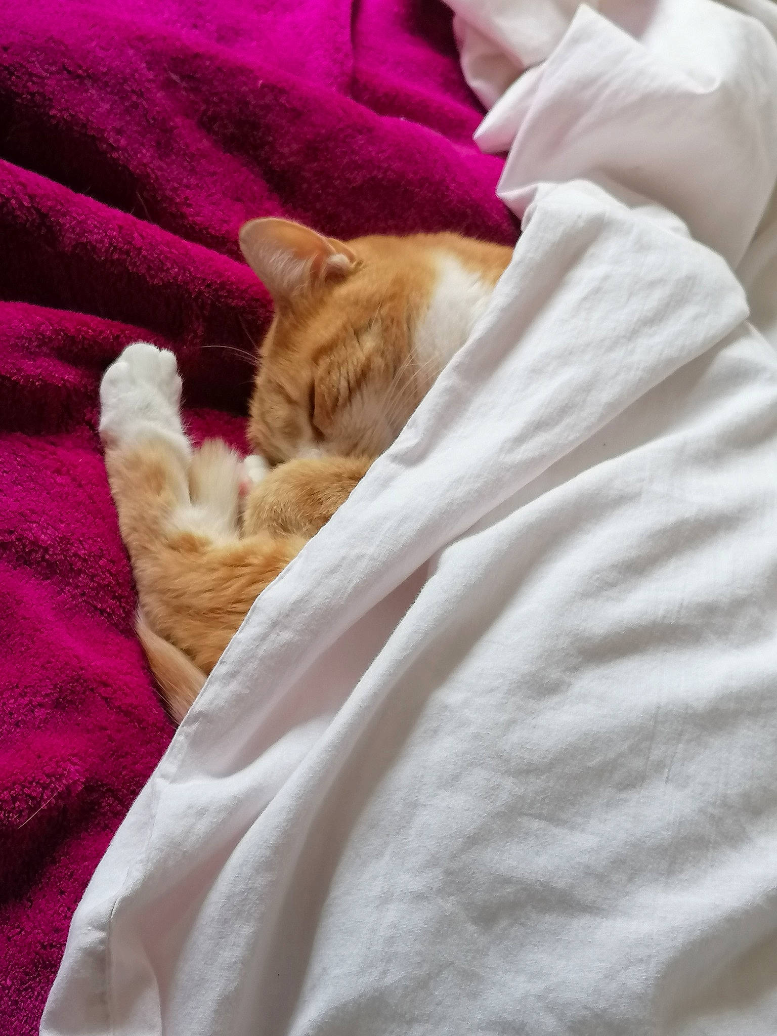Julia participe au concours pour gagner de l'argent avec cette photo : bed, bed_sheet, bedding, canidae, carnivore, cat, comfort, domestic_short_haired_cat, fawn, felidae, fur, linens, magenta, nap, paw, small_to_medium_sized_cats, sporting_group, tail, textile, whiskers