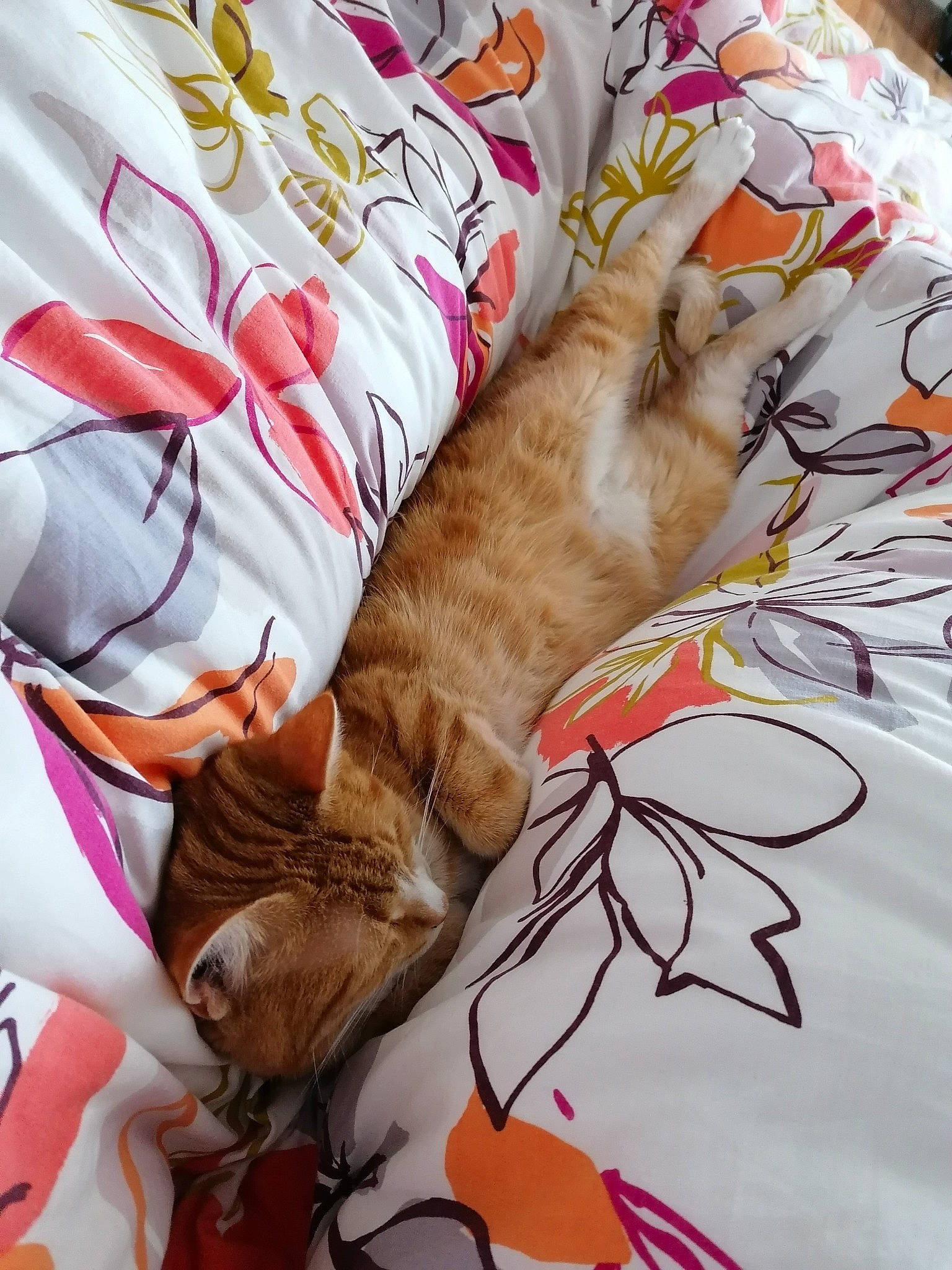 Julia participe au concours pour gagner de l'argent avec cette photo : art, bed_sheet, bedding, carnivore, cat, comfort, domestic_short_haired_cat, fawn, felidae, fur, linens, nap, orange, pattern, paw, small_to_medium_sized_cats, tail, textile, visual_arts, whiskers