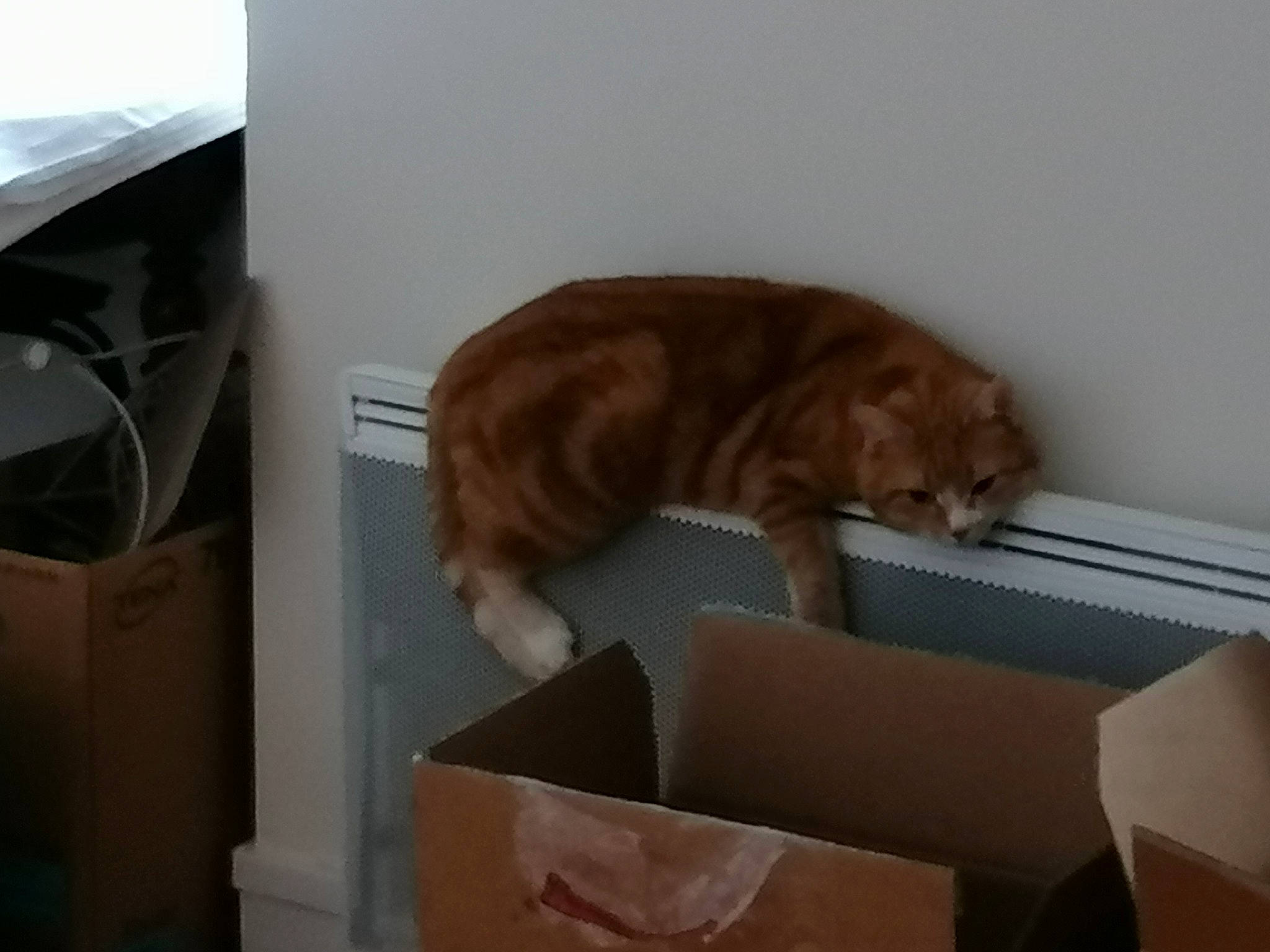 Julia a rejoint le concours — aidez-le/la à gagner de superbes lots ! box, cardboard, carnivore, carton, cat, comfort, domestic_short_haired_cat, fawn, felidae, flooring, fur, hardwood, packaging_and_labeling, room, shipping_box, small_to_medium_sized_cats, snout, tail, whiskers, wood