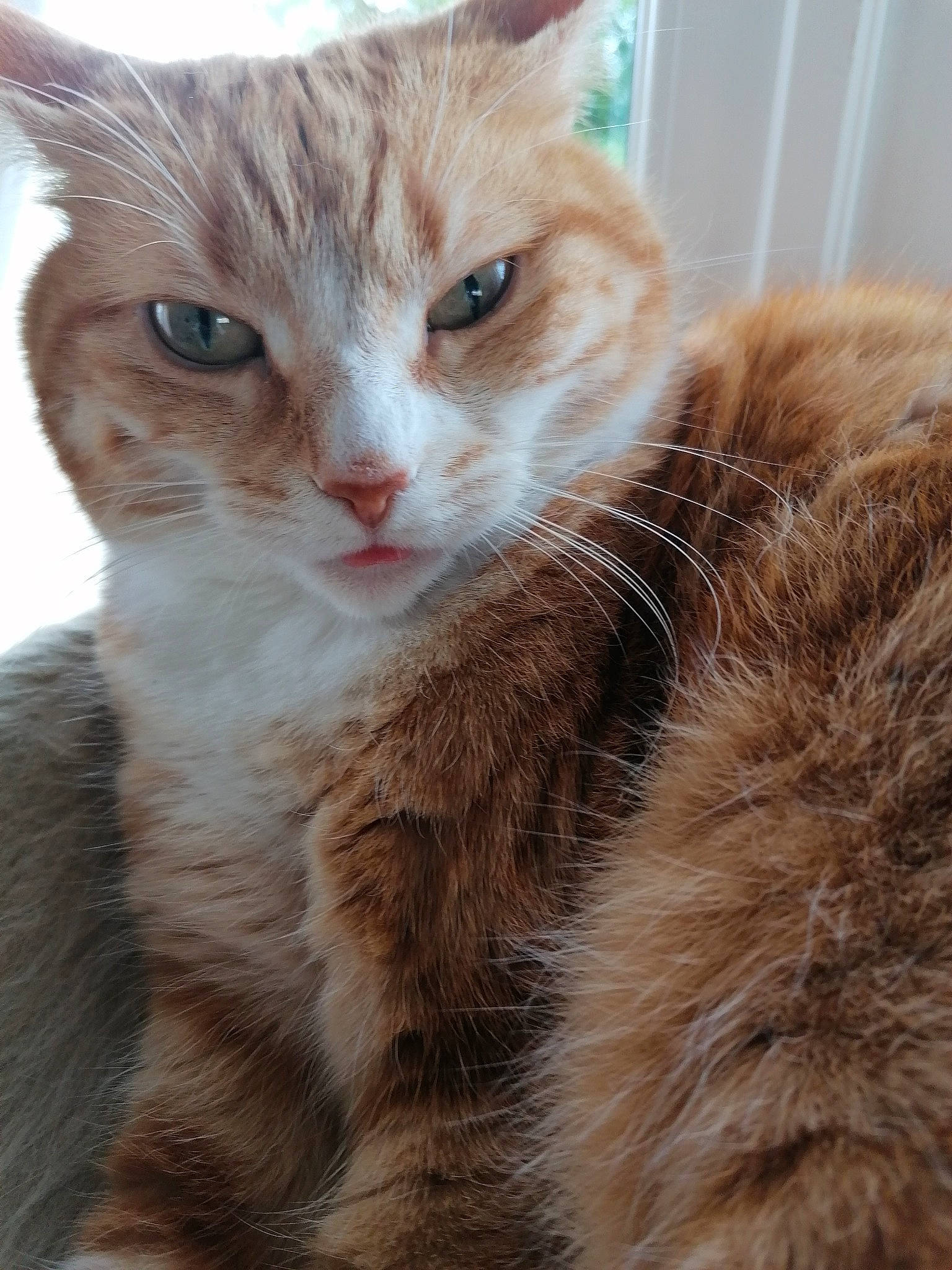 Julia a rejoint le concours — aidez-le/la à gagner de superbes lots ! carnivore, cat, claw, domestic_short_haired_cat, ear, eye, eyebrow, fawn, felidae, fur, hair, head, iris, nose, paw, small_to_medium_sized_cats, snout, tail, whiskers, window