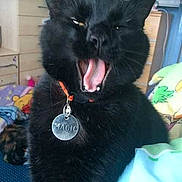 Magic Taylor is registered to the contest to win money with this photo: black, black_cat, cat, cat_like_mammal, dog_breed_group, fur, schipperke, snout, whiskers
