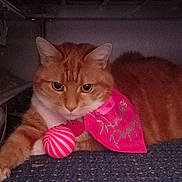 Poppy joined the competition — help win amazing prizes! animal, carpet, cat, close_up, cozy, curious, cute, domestic_animal, feline, ginger_cat, indoor, laying_down, orange_fur, pet, pink_bandana, relaxed, soft_fur, striped_ball, toy, whiskers
