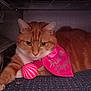 animal, carpet, cat, close_up, cozy, curious, cute, domestic_animal, feline, ginger_cat, indoor, laying_down, orange_fur, pet, pink_bandana, relaxed, soft_fur, striped_ball, toy, whiskers