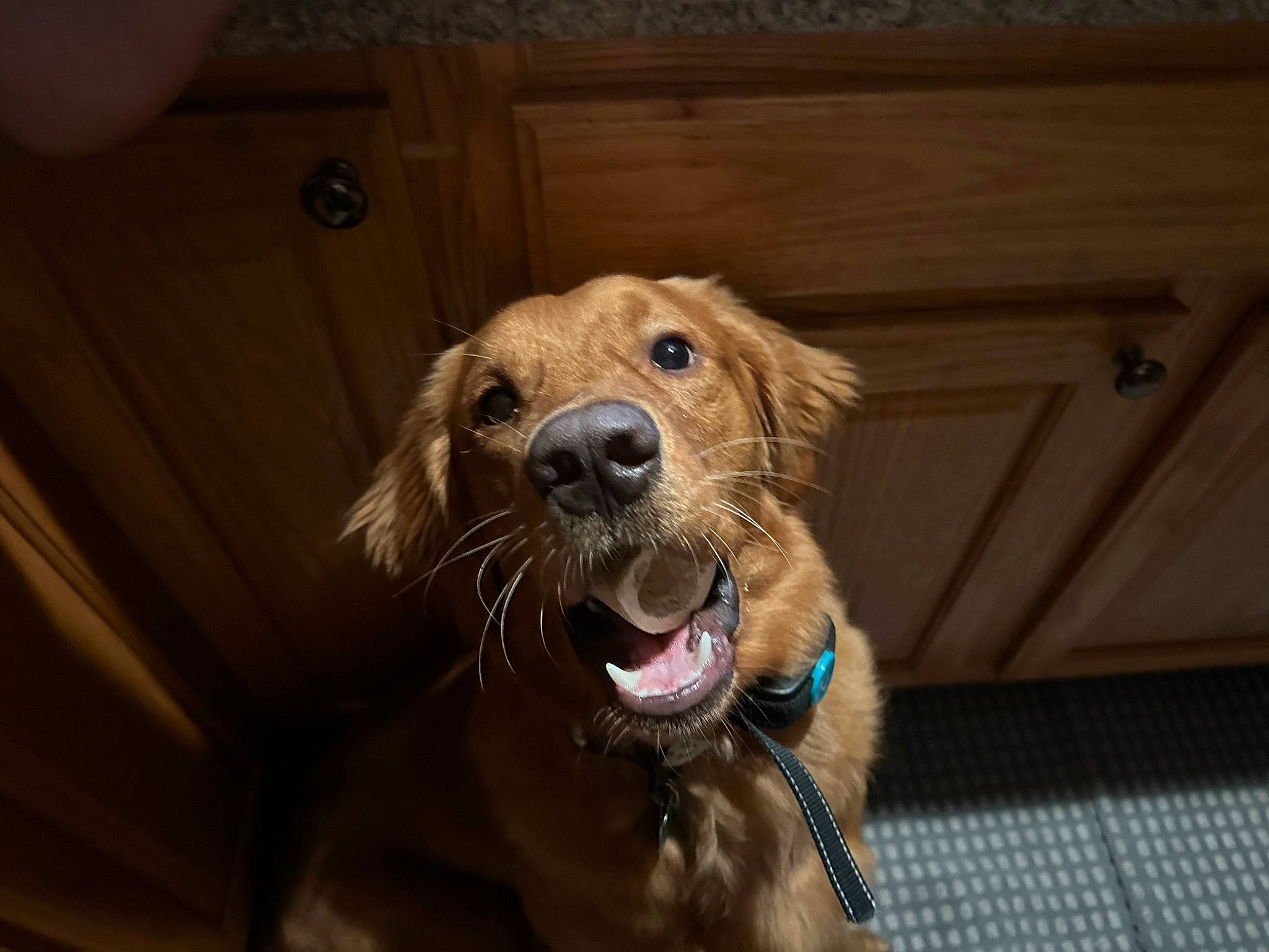 Tripp is registered to the contest to win money with this photo: canidae, carnivore, collar, companion_dog, dog, dog_breed, dog_collar, ear, fawn, fur, hardwood, liver, pet_supply, retriever, snout, sporting_group, whiskers, wood, wood_stain, working_animal