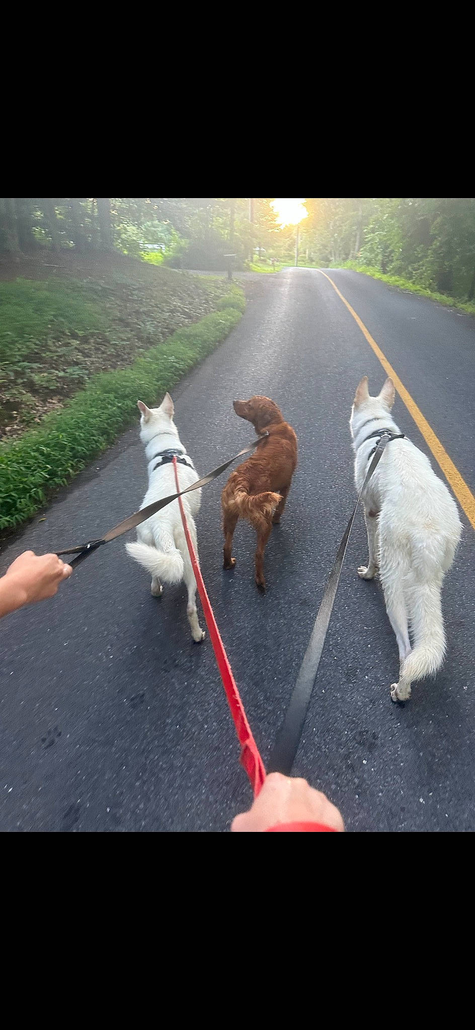Tripp is registered to the contest to win money with this photo: asphalt, carnivore, collar, companion_dog, dog, dog_breed, fawn, grass, leash, light, line, morning, pet_supply, plant, road, road_surface, sporting_group, tail, tree, working_animal