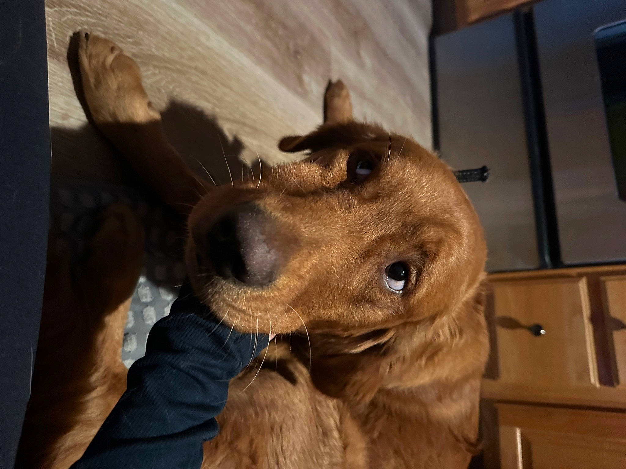 Tripp is registered to the contest to win money with this photo: carnivore, collar, companion_dog, dog, dog_breed, dog_collar, ear, fawn, fur, gesture, giant_dog_breed, guard_dog, gun_dog, jaw, liver, retriever, snout, sporting_group, whiskers, working_animal