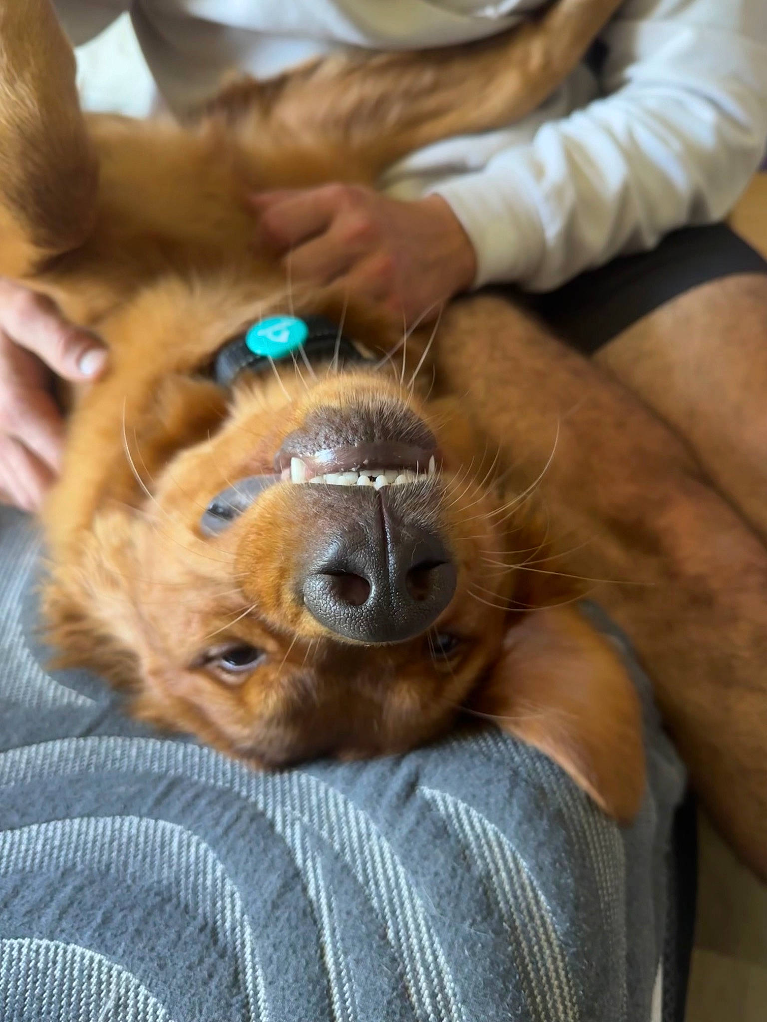 Tripp is registered to the contest to win money with this photo: canidae, carnivore, comfort, companion_dog, dog, dog_breed, ear, fawn, fur, gesture, hand, human_leg, liver, paw, snout, sporting_group, thigh, whiskers, working_animal, wrinkle