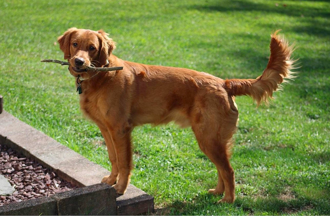 Tripp is registered to the contest to win money with this photo: canidae, carnivore, collar, companion_dog, dog, dog_breed, dog_collar, fawn, grass, guard_dog, gun_dog, leash, liver, plant, snout, sporting_group, tail, terrestrial_animal, working_animal, working_dog