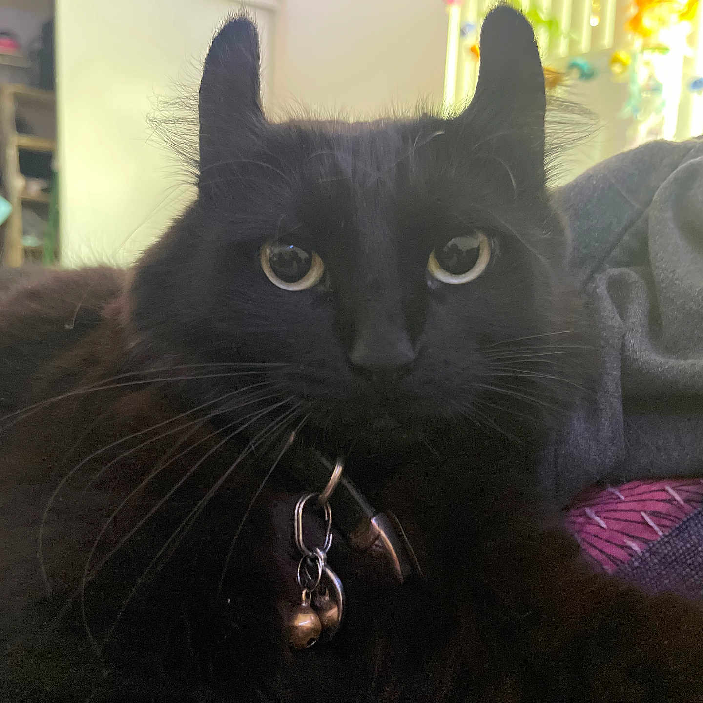 Kit Kat joined the competition — help win amazing prizes! black_cat, cat, pet, animal, close_up, fur, whiskers, collar, bells, ears, eyes, indoor, cozy, fabric, lounging, soft_lighting, background, tufts_of_fur, portrait, cute