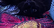 Kit Kat is registered to the contest to win money with this photo: animal, bed, black_cat, cat, close_up, colorful, cozy, curious, cute, dark, feline, floral_pattern, indoor, pet, quilt, resting, soft_fur, texture, upside_down, whiskers
