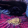 Kit Kat is registered to the contest to win money with this photo: cat, black_cat, upside_down, quilt, floral_pattern, bed, pet, animal, indoor, resting, curious, feline, soft_fur, whiskers, close_up, cute, cozy, dark, colorful, texture
