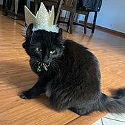 Kit Kat is registered to the contest to win money with this photo: cat, black_cat, crown, pet, indoor, floor, wooden_floor, collar, green_bell, feline, sitting, domestic_animal, household, furniture, chair, jacket, tail, looking_away, cute, fur