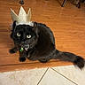 Kit Kat joined the competition — help win amazing prizes! animal, black_cat, cat, collar, crown, cute, domestic_animal, ears, feline, floor, fur, green_bell, indoor, looking_up, pet, sitting, tail, tile_floor, whiskers, wood_floor