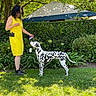 woman, dog, dalmatian, yellow_dress, grass, garden, greenery, shrub, tent, outdoor, pet, animal, leash, interaction, summer, sunlight, nature, canine, standing, person
