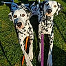 dalmatian, dog, pets, outdoor, grass, leash, animal, canine, spotty, two_dogs, sunlight, shadow, nature, mammal, alert, looking_at_camera, companions, playful, friendly, summer