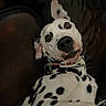 dog, dalmatian, spotted, pet, animal, canine, relaxed, couch, leather, indoor, collar, portrait, laying, ears, fur, black_and_white, cute, looking, closeup, domestic