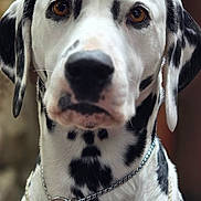 Clementine is registered to the contest to win money with this photo: dalmatian, dog, pet, animal, black_and_white, collar, beads, tag, portrait, close_up, looking_at_camera, indoor, furry, ears, brown_eyes, chain, leash, spot_pattern, cute, domestic_animal