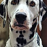 dalmatian, dog, pet, animal, black_and_white, collar, beads, tag, portrait, close_up, looking_at_camera, indoor, furry, ears, brown_eyes, chain, leash, spot_pattern, cute, domestic_animal