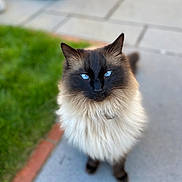 Steve joined the competition — help win amazing prizes! cat, blue_eyes, fluffy, long_hair, outdoor, sidewalk, grass, pet, animal, feline, portrait, close_up, nature, cute, domestic_cat, whiskers, ears, pavement, looking_up, soft_focus