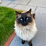 cat, blue_eyes, fluffy, long_hair, outdoor, sidewalk, grass, pet, animal, feline, portrait, close_up, nature, cute, domestic_cat, whiskers, ears, pavement, looking_up, soft_focus