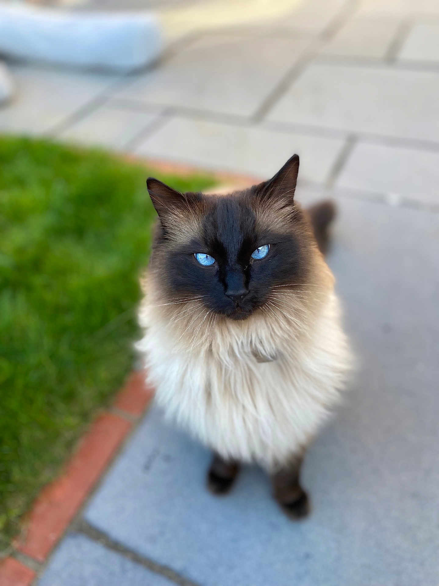 Steve joined the competition — help win amazing prizes! cat, blue_eyes, fluffy, long_hair, outdoor, sidewalk, grass, pet, animal, feline, portrait, close_up, nature, cute, domestic_cat, whiskers, ears, pavement, looking_up, soft_focus