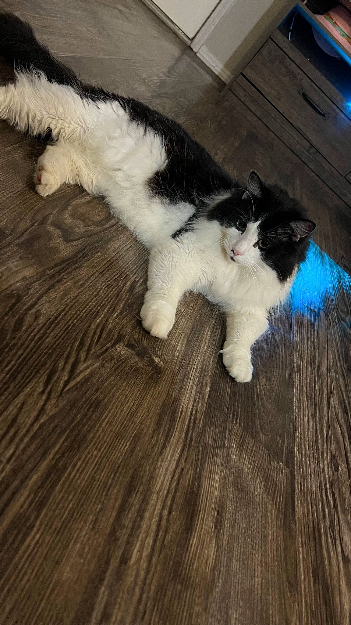 Michy joined the competition — help win amazing prizes! carnivore, cat, companion_dog, dog_breed, domestic_short_haired_cat, felidae, floor, flooring, fur, hardwood, human_leg, laminate_flooring, paw, small_to_medium_sized_cats, snout, tail, whiskers, wood, wood_flooring, wood_stain