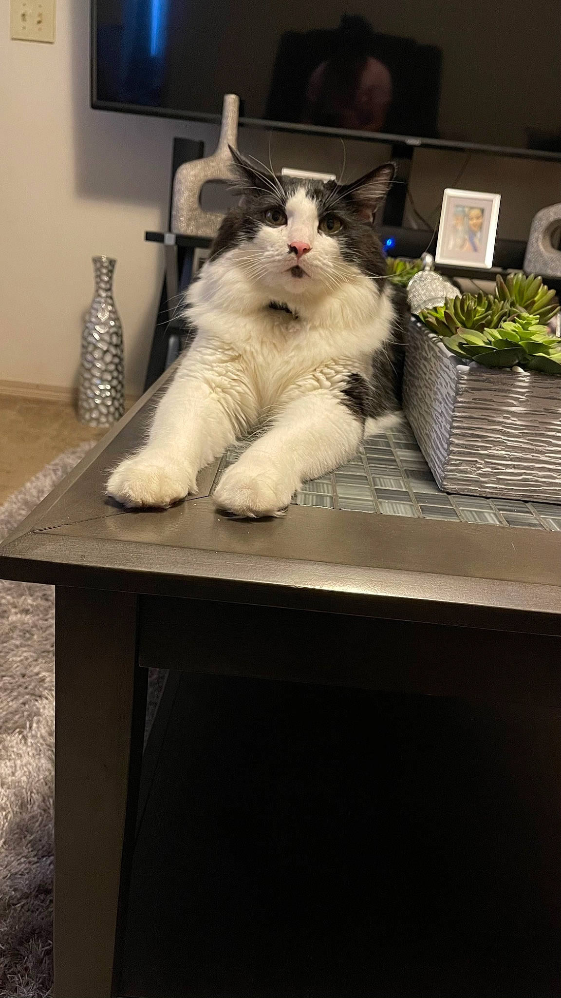 Michy is registered to the contest to win money with this photo: cabinetry, canidae, carnivore, cat, companion_dog, cooking, countertop, desk, drawer, felidae, flooring, flowerpot, fur, houseplant, kitchen, room, small_to_medium_sized_cats, table, tail, whiskers