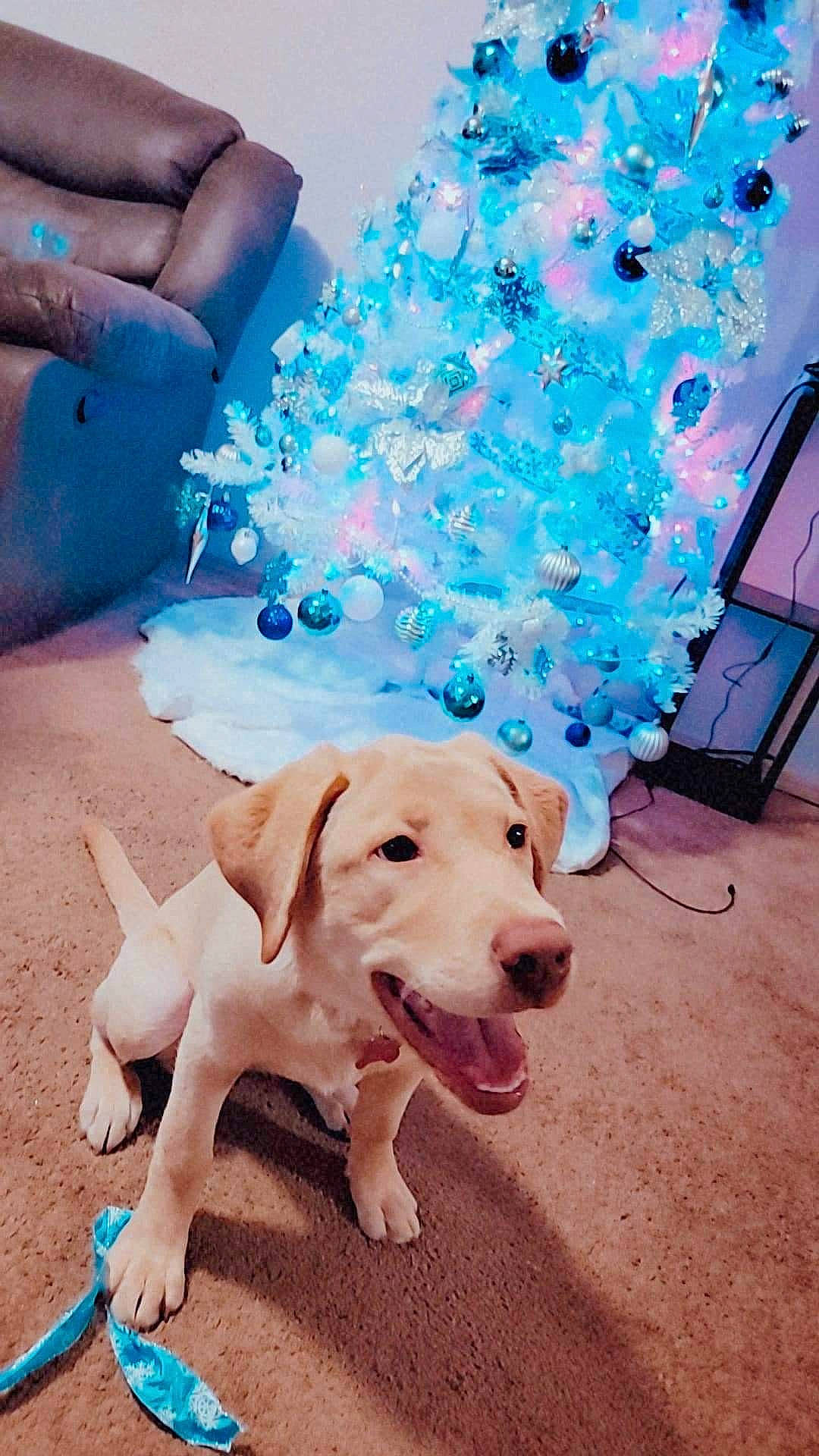 Linda is registered to the contest to win money with this photo: blue, carnivore, christmas, christmas_decoration, christmas_ornament, christmas_tree, companion_dog, dog, dog_breed, electric_blue, event, fawn, flooring, happy, holiday, holiday_ornament, ornament, pink, sporting_group, tail