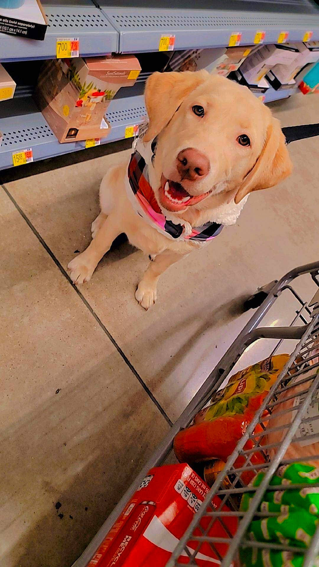 Linda joined the competition — help win amazing prizes! carnivore, collar, companion_dog, dog, dog_breed, dog_clothes, dog_collar, dog_supply, fashion_accessory, fawn, flooring, leash, personal_protective_equipment, pet_supply, retriever, sporting_group, table, wood, working_animal, yellow