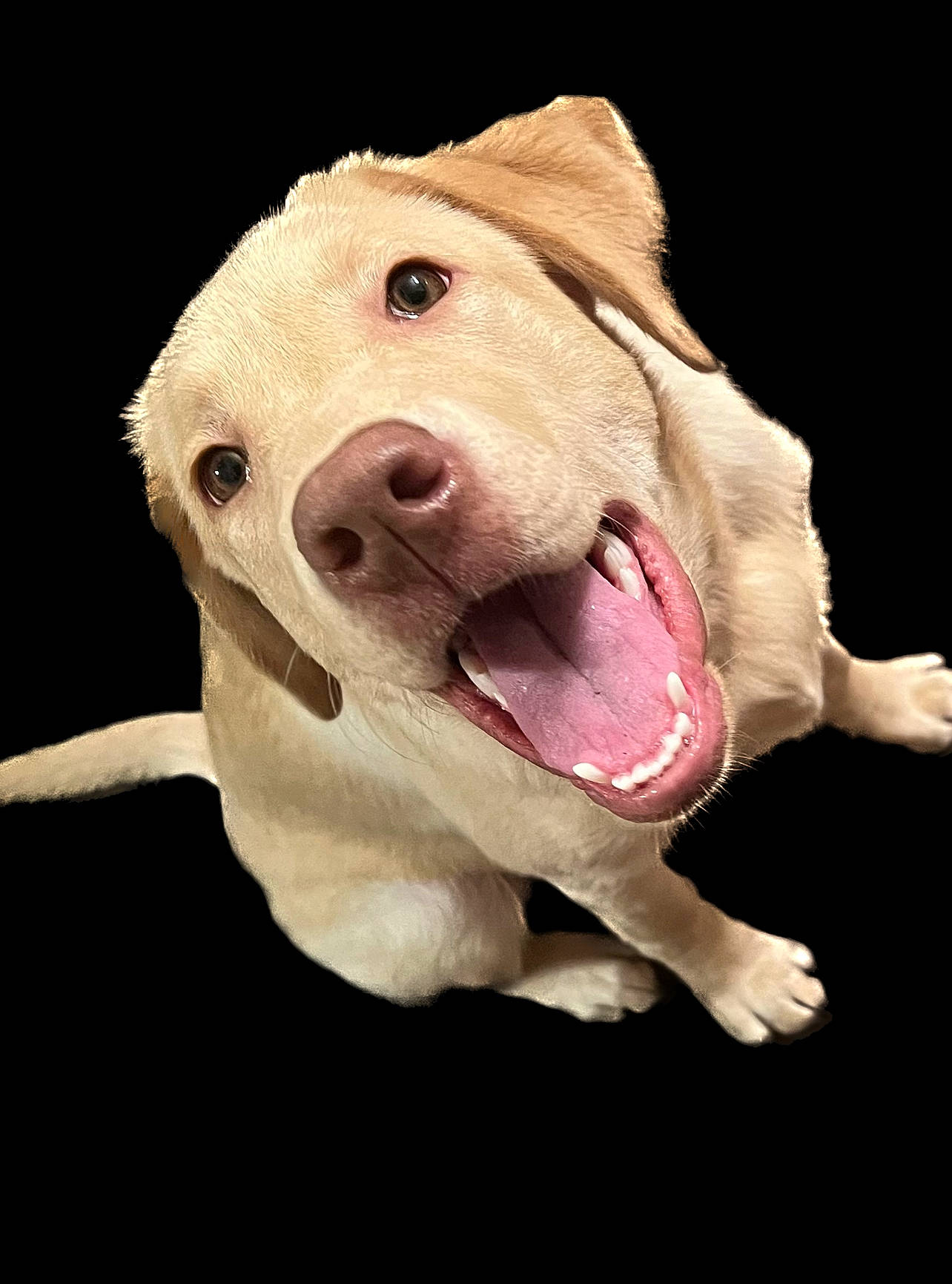 Linda joined the competition — help win amazing prizes! canidae, carnivore, collar, companion_dog, dog, dog_breed, dog_supply, ear, fang, fawn, fur, jaw, pet_supply, snout, sporting_group, suidae, whiskers, working_animal, wrinkle, yawn