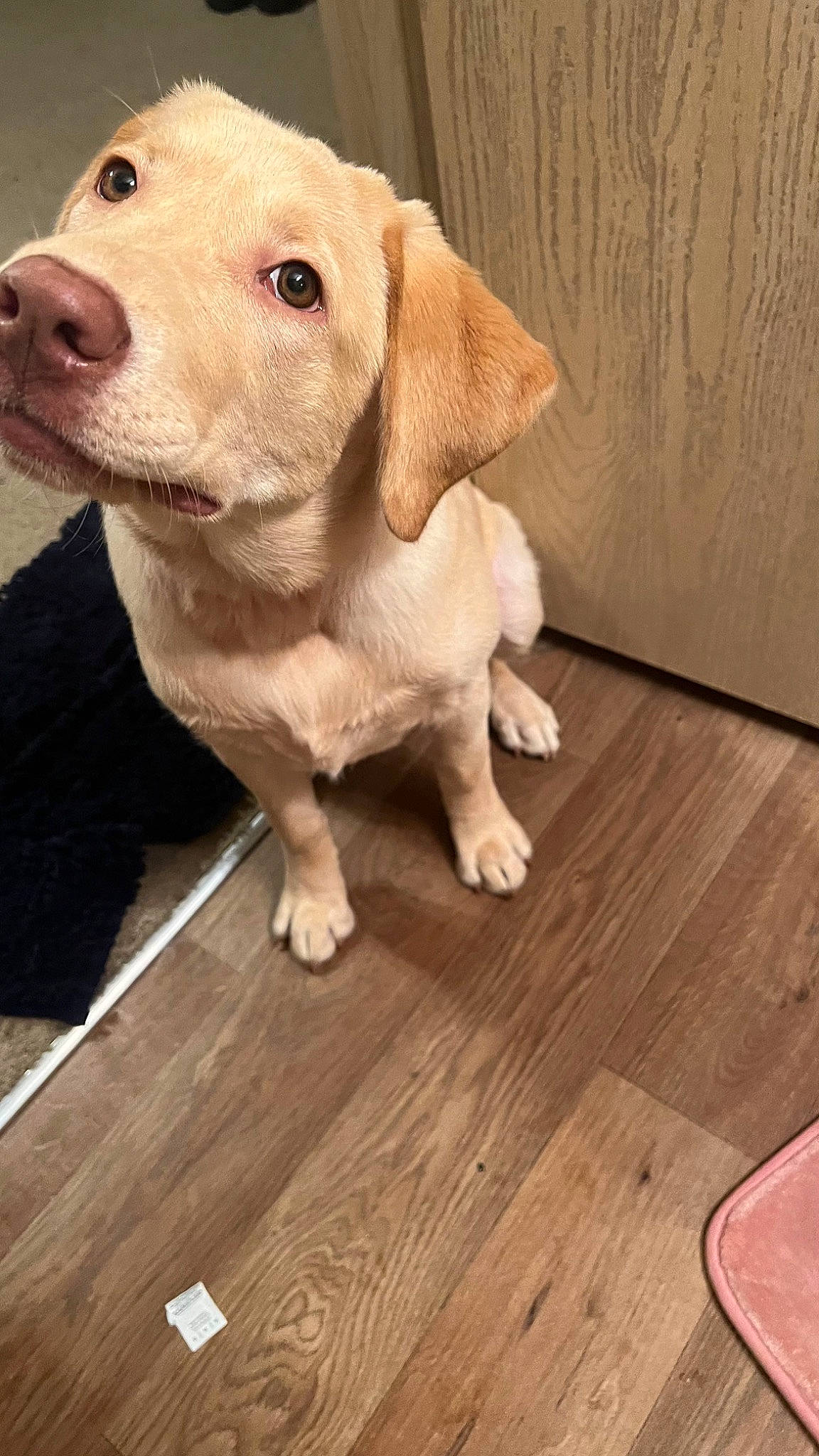 Linda joined the competition — help win amazing prizes! carnivore, companion_dog, dog, dog_breed, fawn, floor, flooring, hardwood, laminate_flooring, liver, pet_supply, plank, snout, terrestrial_animal, varnish, whiskers, wood, wood_flooring, wood_stain, working_animal