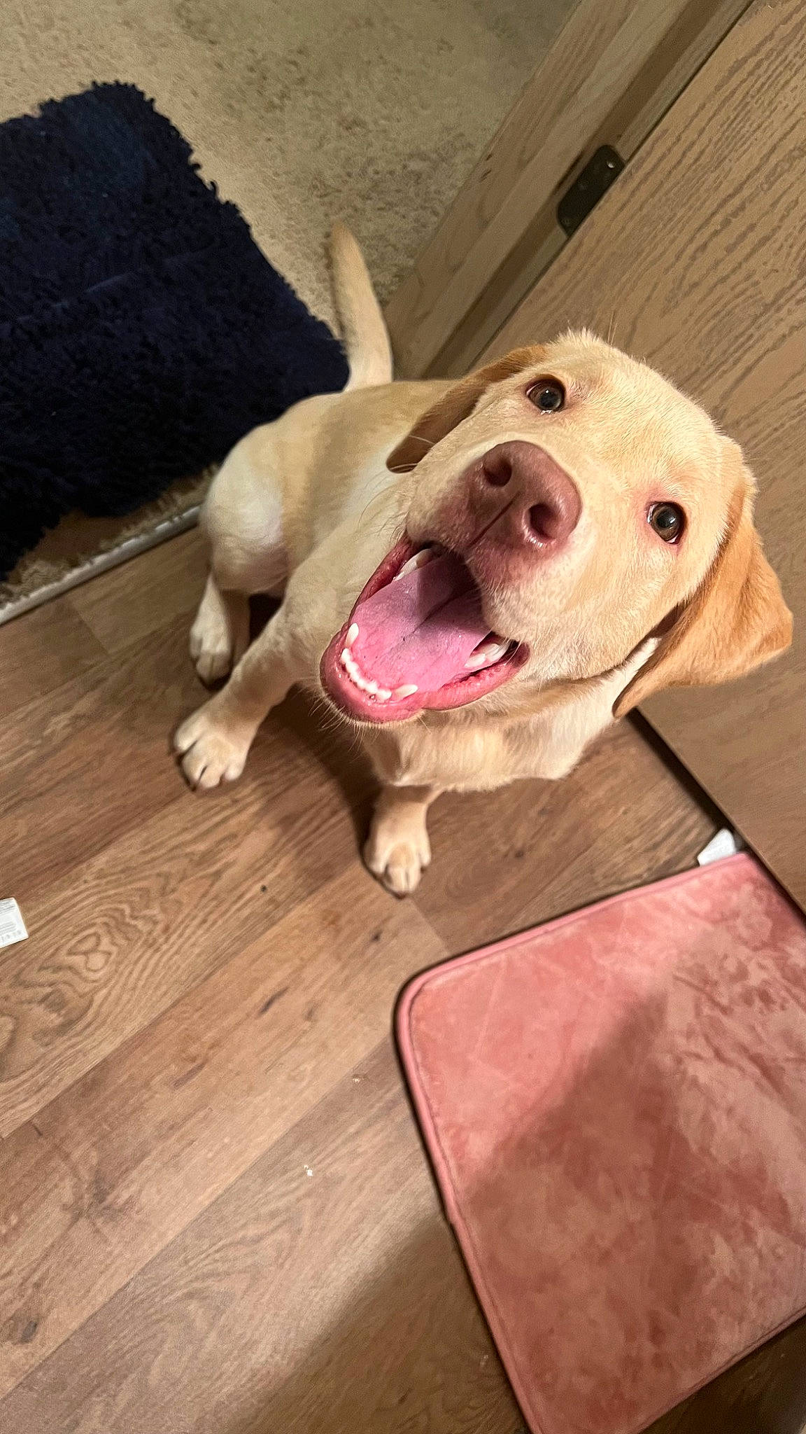 Linda joined the competition — help win amazing prizes! carnivore, comfort, companion_dog, dog, dog_breed, dog_collar, dog_supply, fawn, floor, flooring, hardwood, jaw, paw, pet_supply, snout, sporting_group, toy, whiskers, wood, working_animal