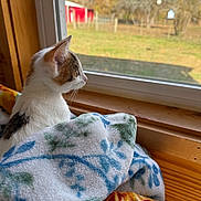 Eliza joined the competition — help win amazing prizes! cat, blanket, window, indoor, wooden_window_frame, animal, pet, curious, fall_season, red_barn, outdoor_view, nature, trees, grass, feline, cozy, soft_texture, resting, domestic_cat, calm