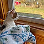 cat, blanket, window, indoor, wooden_window_frame, animal, pet, curious, fall_season, red_barn, outdoor_view, nature, trees, grass, feline, cozy, soft_texture, resting, domestic_cat, calm