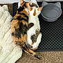 cat, calico_cat, white_cat, cat_food, cat_water_bowl, cat_bowl, feeding, pets, feline, indoor, carpet, blanket, close_together, animal, cute, two_animals, tail, ears, fur, mat