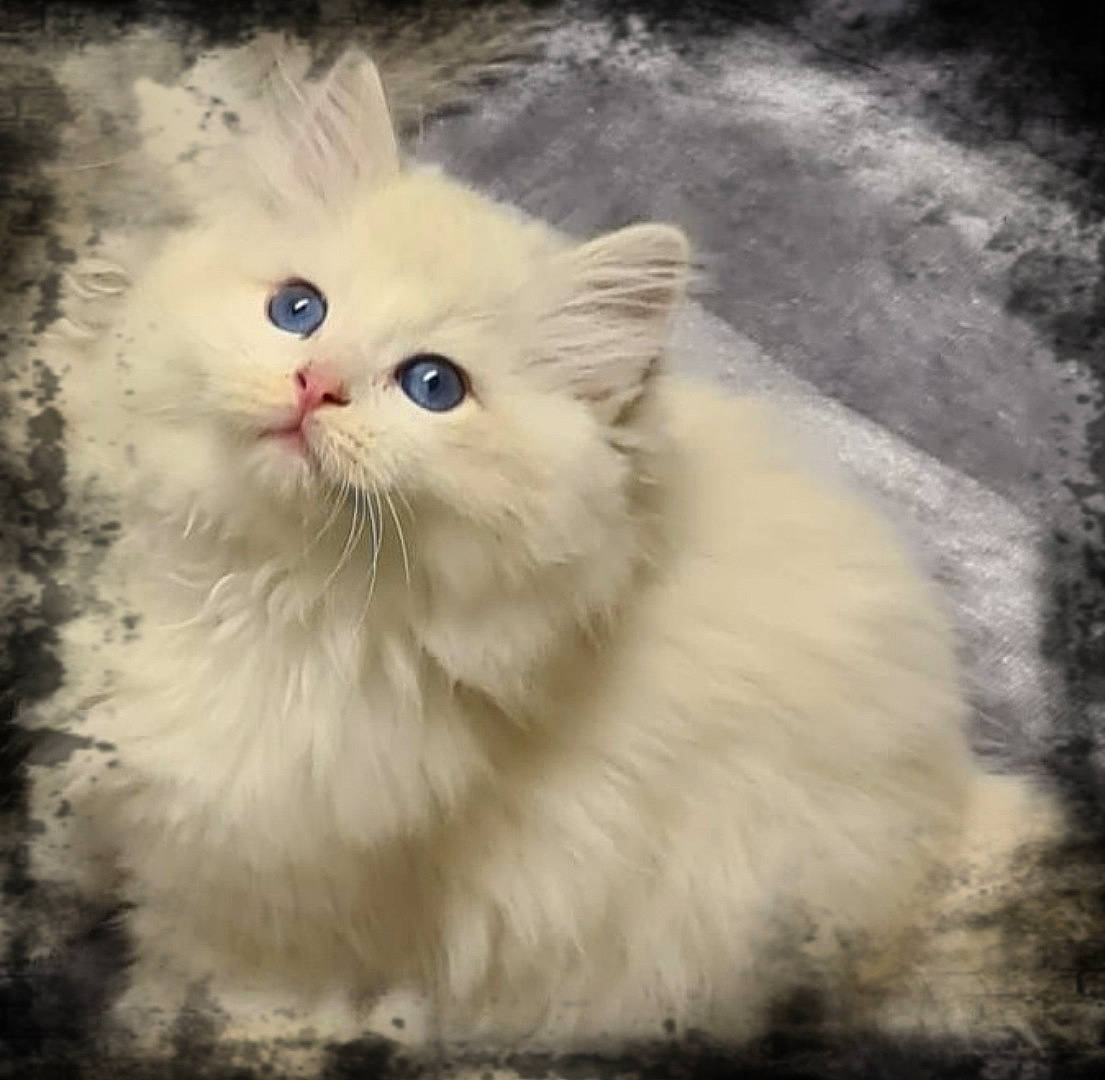 Trophé a rejoint le concours — aidez-le/la à gagner de superbes lots ! british_longhair, carnivore, cat, eye, felidae, fur, iris, paw, ragdoll, small_to_medium_sized_cats, snout, tail, terrestrial_animal, whiskers