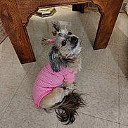 Queen joined the competition — help win amazing prizes! dog, small_dog, pink_shirt, hair_ties, sitting, looking_up, indoor, floor_tiles, wooden_table, pet, curious, fur, long_tail, ears_up, domestic_animal, cute, companion, animal, home, adorable