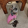 adorable, animal, companion, curious, cute, dog, domestic_animal, ears_up, floor_tiles, fur, hair_ties, home, indoor, long_tail, looking_up, pet, pink_shirt, sitting, small_dog, wooden_table