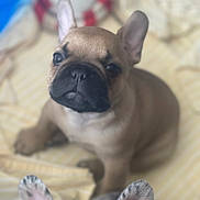 Chonchies is registered to the contest to win money with this photo: dog, puppy, french_bulldog, pet, animal, cute, indoor, blanket, ears, face, sitting, close_up, young, companion, domestic_animal, furry, adorable, canine, friendship, playful