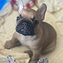 dog, puppy, french_bulldog, pet, animal, cute, indoor, blanket, ears, face, sitting, close_up, young, companion, domestic_animal, furry, adorable, canine, friendship, playful
