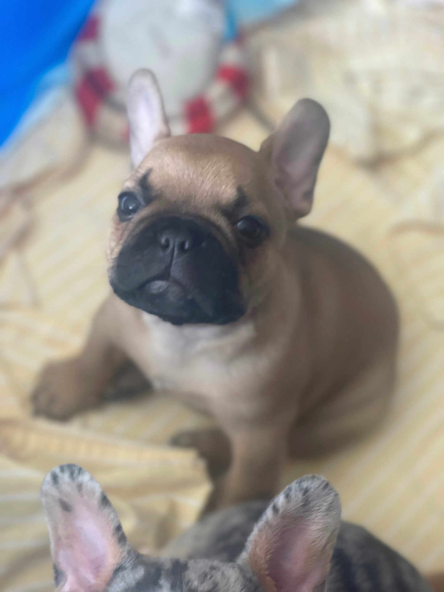 Chonchies is registered to the contest to win money with this photo: dog, puppy, french_bulldog, pet, animal, cute, indoor, blanket, ears, face, sitting, close_up, young, companion, domestic_animal, furry, adorable, canine, friendship, playful