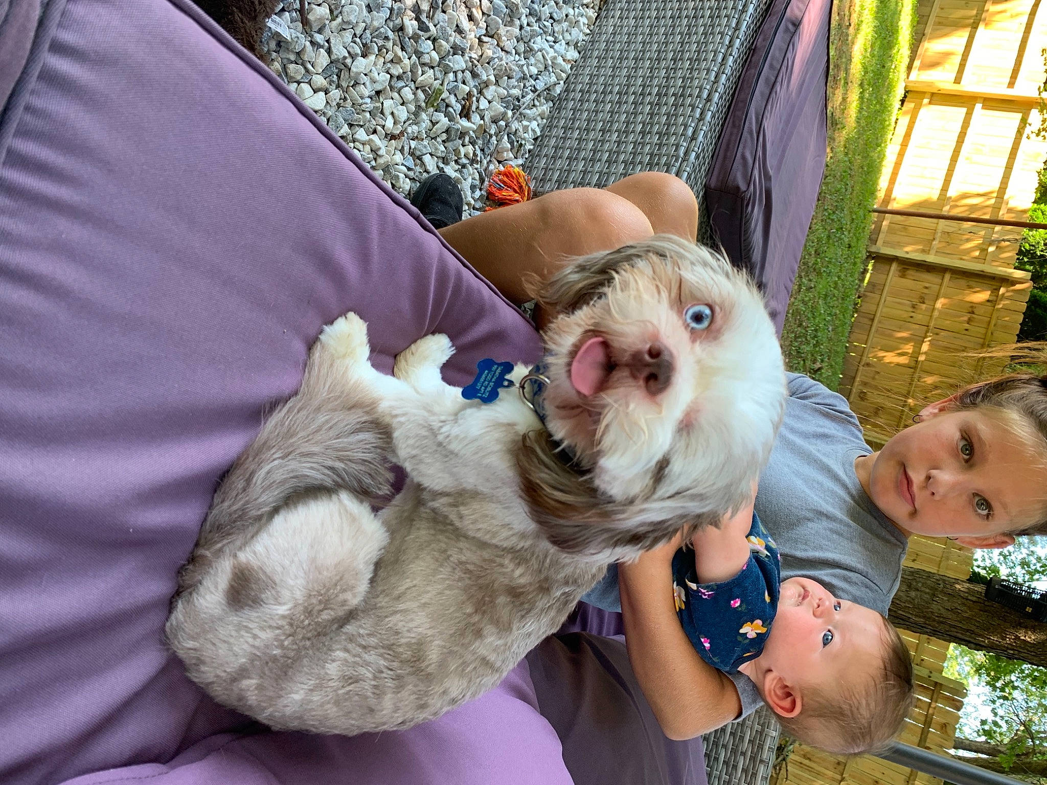 Zeus is registered to the contest to win money with this photo: barn_owl, canidae, carnivore, companion_dog, dog, dog_breed, fawn, felidae, fur, gesture, grass, happy, plant, snout, sporting_group, sunglasses, toy_dog, tree, whiskers, window