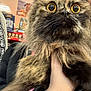 cat, fluffy, wide_eyes, yellow_eyes, pet_store, pet_food, signage, hand, fur, close_up, store_aisle, curious, animal, domestic_cat, mammal, indoor, shopping, person_holding, portrait, feline