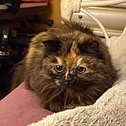Reesie is registered to the contest to win money with this photo: cat, tortoiseshell, fluffy, feline, pet, indoor, cozy, blanket, bedroom, fur, cute, animal, resting, closeup, whiskers, eyes, soft, warm, comfort, relaxed
