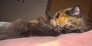 Reesie is registered to the contest to win money with this photo: cat, tortoiseshell, sleeping, fluffy, pet, indoor, blanket, furniture, cabinet, cozy, resting, animal, fur, pink, soft, close-up, quiet, domestic, relaxing, home
